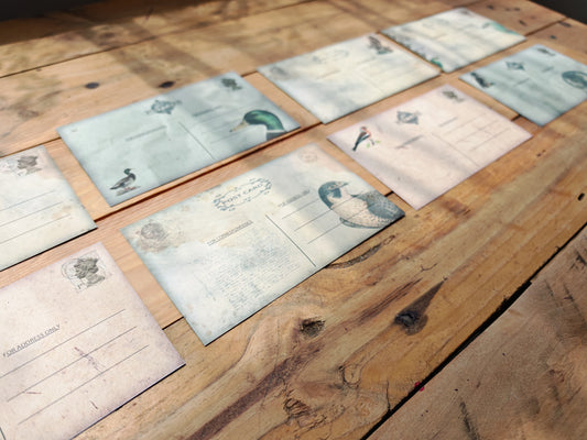 Vintage Birds Postcard Double Sided 8 Pack